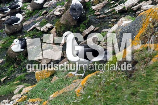 Schwarzbrauenalbatros (9 von 52).jpg